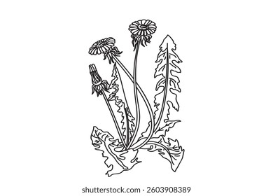 Line art medicinal plant isolated on white background. Hand drawn botanical outline dandelion with stems, leaves, flowers vector illustration.Graphic design element for Birthday Poster Invitation Card