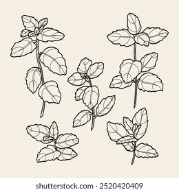Line art mint branches collection