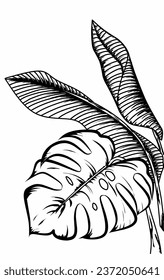 line art monstera and banana leaves