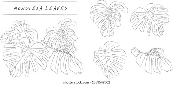 Line Art of Monstera Leaves