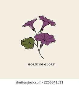 Line art morning glory flower drawing