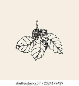 Line art mulberry branch illustration