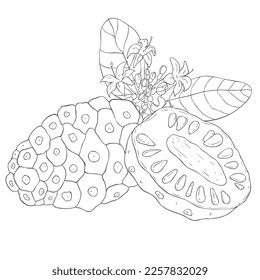 Line Art Noni Fruit and Blossom. Vector Illustration on white Background.