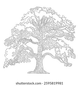 A line art oak tree illustration of a coloring page 