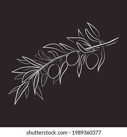 Line art of olive tree branch. Vector illustration.