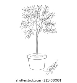 Line art of olive tree in pot. Vector illustration.