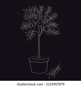 Line art olive tree in pot  Vector illustration 