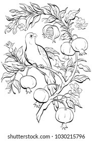  Line Art Parrot On Pomegranate Tree With Flowers And Fruits.Vector Coloring Page