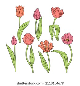 Line art pastel tulips flowers and leaves isolated on white background