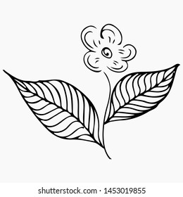 Line art pattern. Vector doodle background. Contour drawing. Floral botanical flower. White orchid illustration. Summer background. Vector hand drawn illustration. Hand drawn sketch.