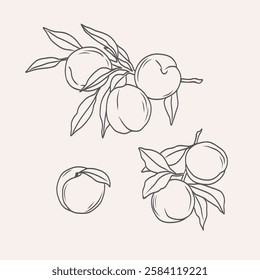 Line art peach fruit branches set