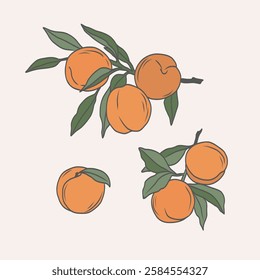 Line art peach fruit branches collection