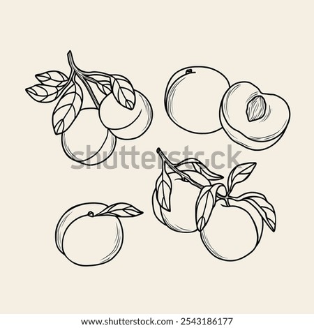 Line art peach fruit branches set