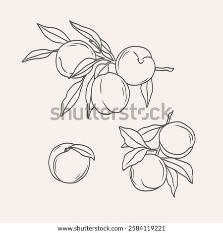 Line art peach fruit branches set