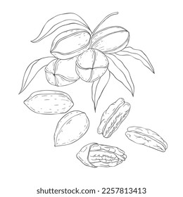 Sucursal de Line Art Pecan. Ilustración vectorial sobre fondo blanco.