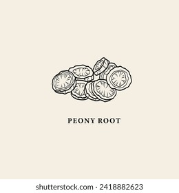 Line art peony root illustration