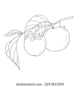 Persimones de línea de arte. Ilustración vectorial sobre fondo blanco.