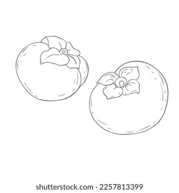 Persimones de línea de arte. Ilustración vectorial sobre fondo blanco.