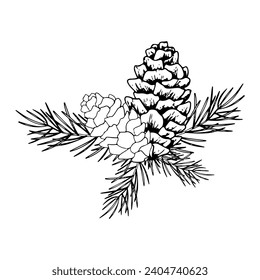 línea de arte rama de pino y conos. Tinta de rama gráfica de coníferas de árbol evergreen. Ilustración botánica de esquema pintado a mano para saludos navideños, tarjetas, fondos de pantalla, invitación
