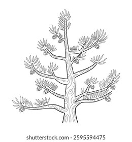 A line art pine tree illustration of a coloring page