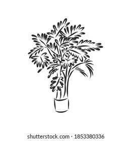 Line art plant in pot. Contour drawing of vector set of black and white house plants sketches. Isolated potted florals illustration. indoor plant vector sketch illustration