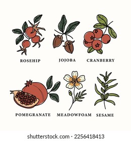 Line art plants and flowers set