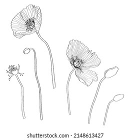 Line art poppies. Black wall art. Monochrome floral designe element. Flower ornament good for web, print.