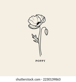 Line art poppy flower illustration