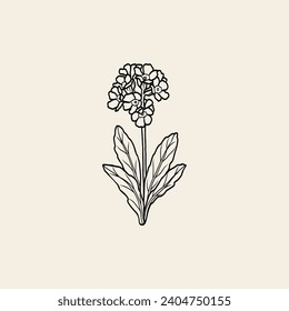 Line art primrose flower illustration
