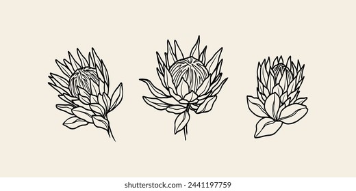 Line art protea flowers collection