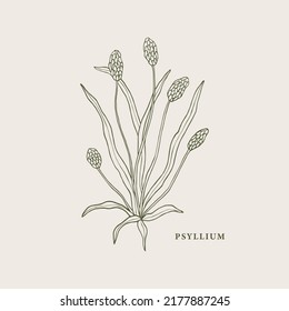 Line art psyllium plant illustration