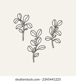 Line art purslane branch collection