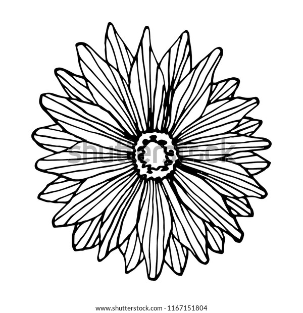 Line Art Ray Flower Vector Illustration Stock Vector (Royalty Free) 1167151804 Shutterstock