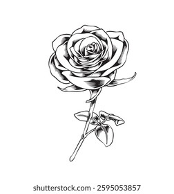 Line art rose flower black and white outline vector illustration