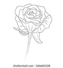 Line art of a rose. Vector illustration.