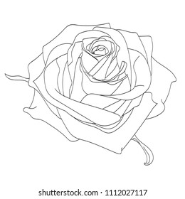 Line art of a rose. Vector illustration. 