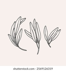 Line art sage branches collection