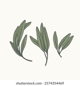 Line art sage branches set