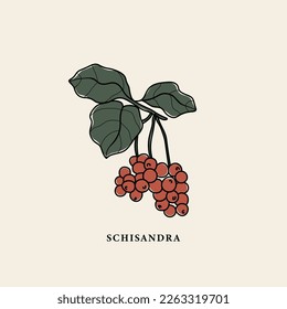 Line art schisandra branch drawing