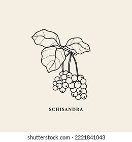 Line art schisandra branch illustration