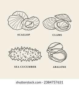 Line art seafood. Scallops, clams, sea cucumber, abalone