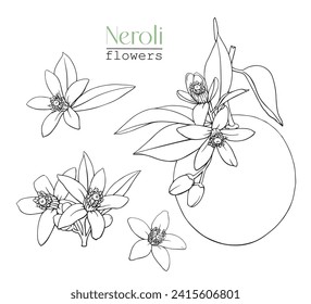 Line art Set Blooming twig orange and flowers Neroli. Citrus branch. Hand drawn vector botanical illustration. Cosmetic, perfumery medicinal plant