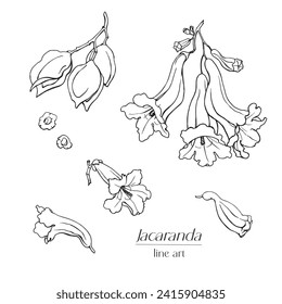 Line art set Jacaranda branch with flowers and seeds. Hand drawn sketch black and white vector graphics element for design logo branding package card