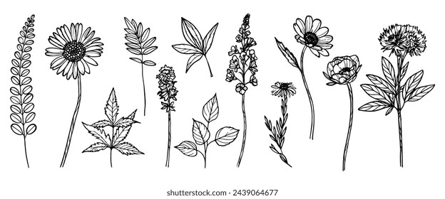 Line art set of meadow flowers