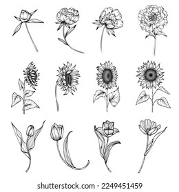 Line art set of peonies, sunflowers, tulips flowers 