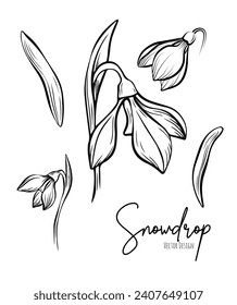 Line art set of snowdrop botanical illustration. Flower floral group or wedding invitation and cards, logo design, web, social media and poster, template, advertisement, beauty and cosmetic industry.