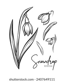 Line art set of snowdrop botanical illustration. Flower floral group or wedding invitation and cards, logo design, web, social media and poster, template, advertisement, beauty and cosmetic industry.