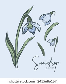 Line art set of snowdrop botanical illustration. Flower floral group or wedding invitation and cards, logo design, web, social media and poster, template, advertisement, beauty and cosmetic industry.