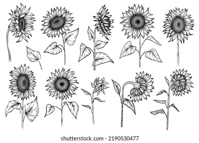 Line art set of sunflowers 