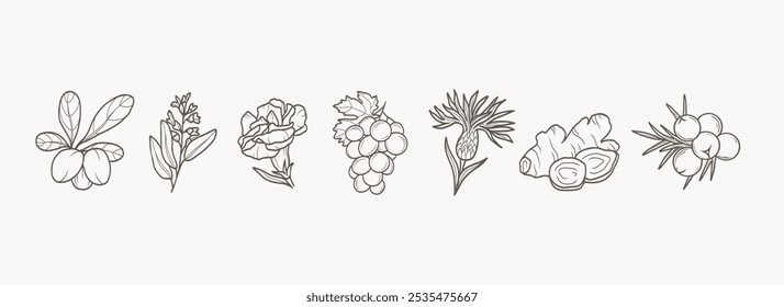 Linha arte karité, sábio, cravo, uvas, flor de milho, gengibre, zimbro